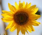 giant sunflower