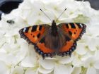 Tortoiseshell