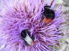 bees on thistle