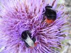 bees on thistle