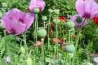 pink poppies