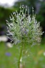 love in a mist