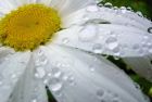 daisy after the rain