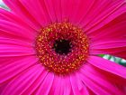 hot pink daisy